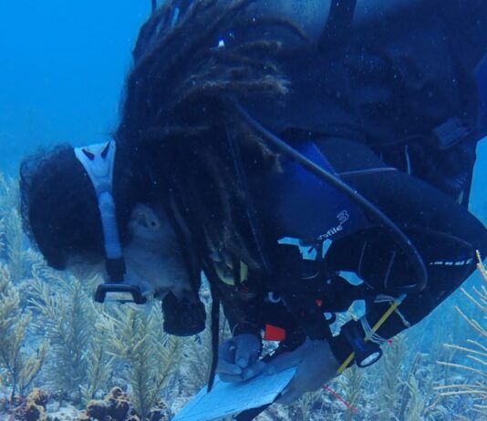 Constatan salud de arrecifes de Mahahual y Xcalak